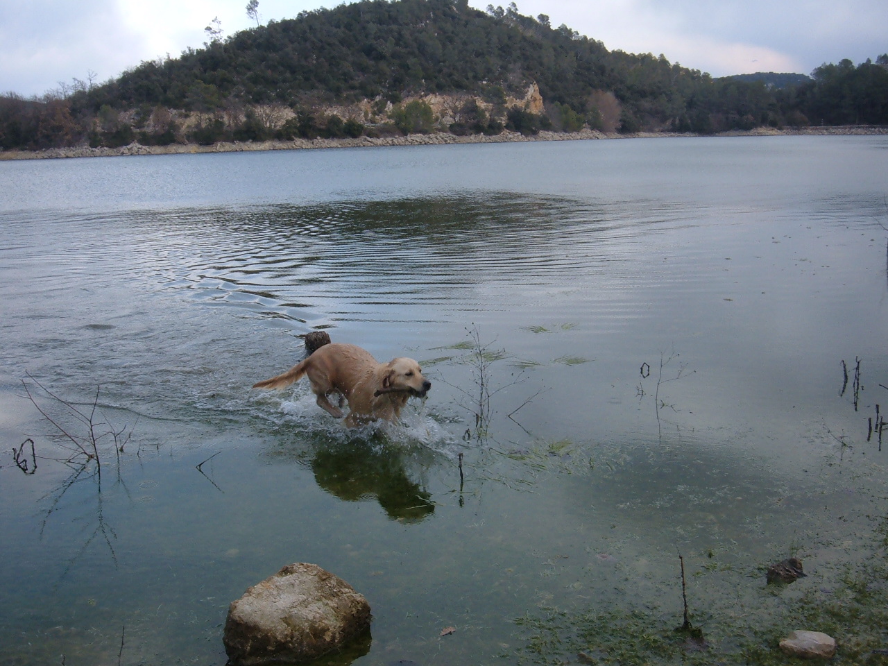 Fonds d'cran Animaux Chiens 