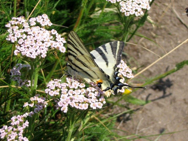 Wallpapers Animals Insects - Butterflies Papillon