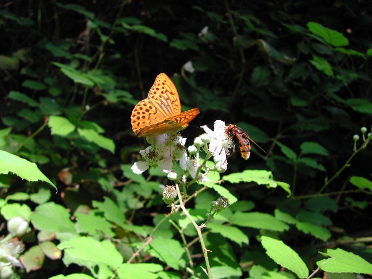 Fonds d'cran Animaux Insectes - Papillons Deux butineurs !