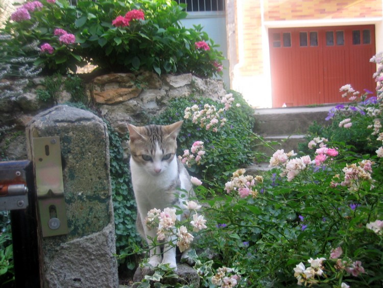 Fonds d'cran Animaux Chats - Chatons Petite Zoe