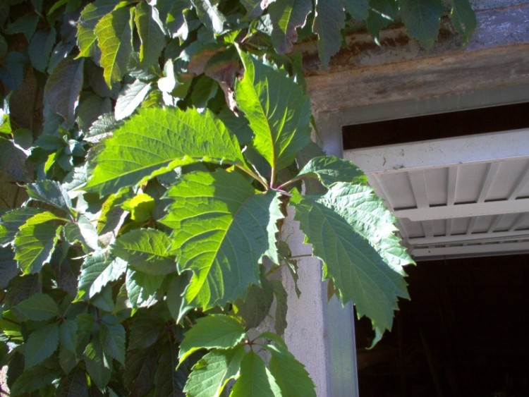 Fonds d'cran Nature Feuilles - Feuillages Feuille de vigne vierge.