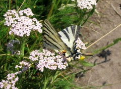 Wallpapers Animals Papillon