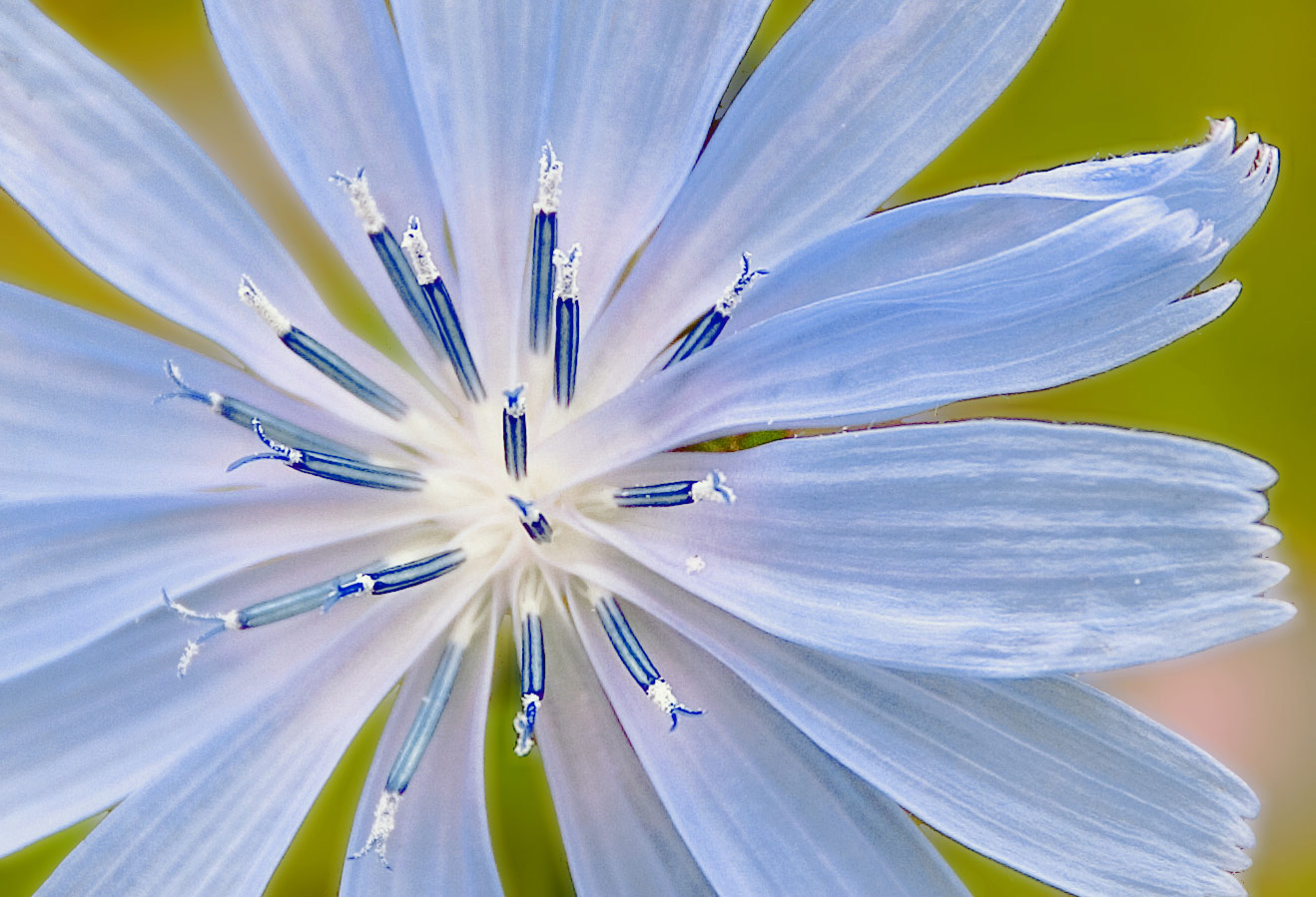 Fonds d'cran Nature Fleurs Jolie fleur !