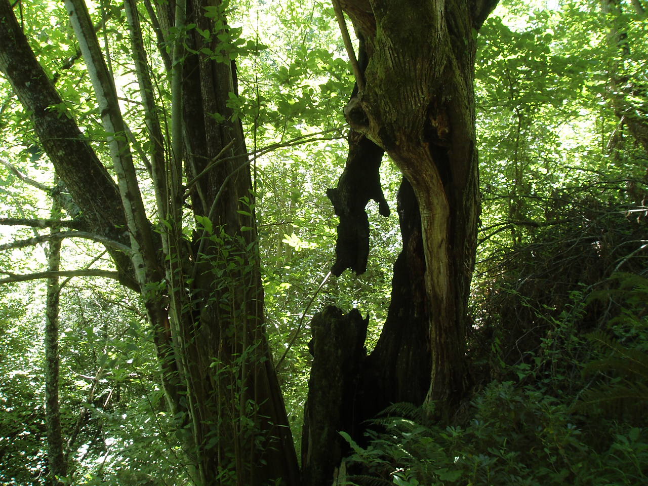 Fonds d'cran Nature Arbres - Forts Arbres en bois