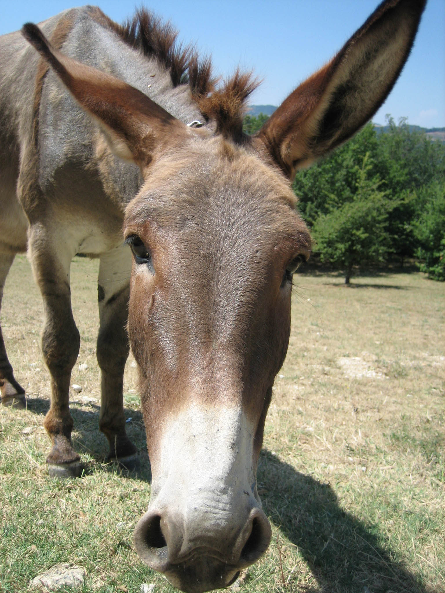 Fonds d'cran Animaux Anes Ane