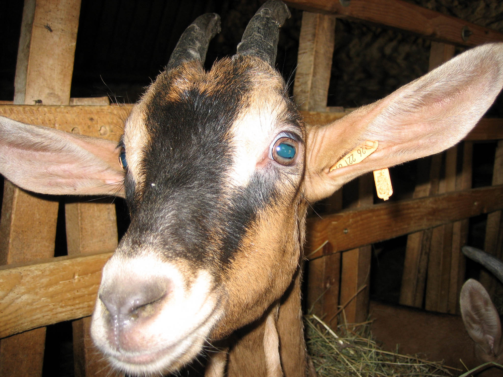 Wallpapers Animals Goats Chèvre