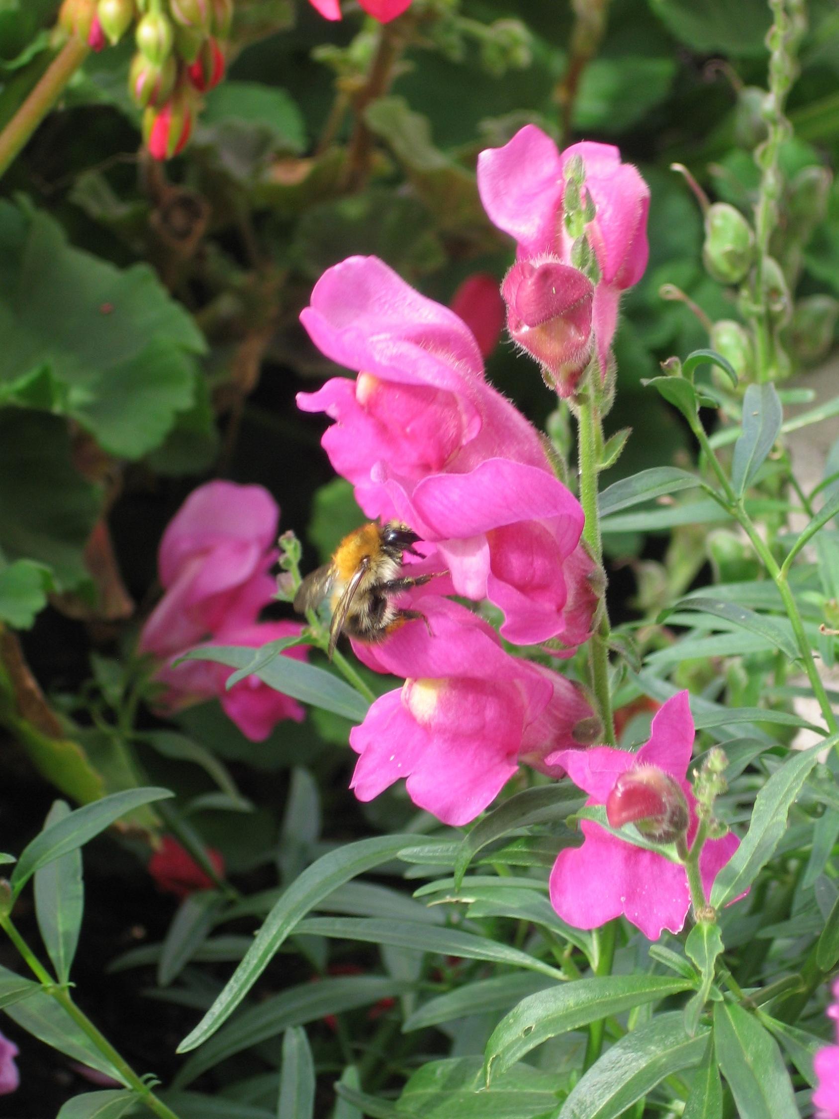 Fonds d'cran Nature Fleurs Gueule-de-loup et bourdon