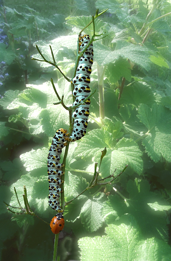 Wallpapers Animals Insects - Caterpillars Chenille