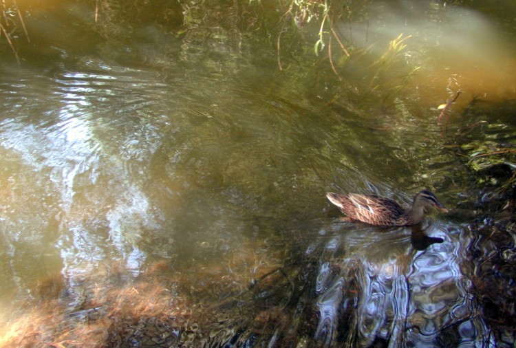 Wallpapers Nature Water - Reflection Reflets