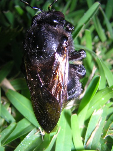 Fonds d'cran Animaux Insectes - Abeilles Gupes ... Bourdon ou chauve souris ??