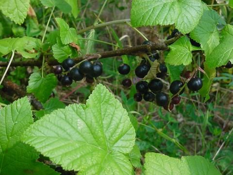 Wallpapers Nature Fruits cassis