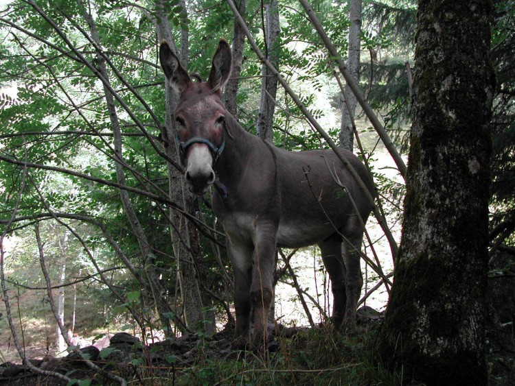 Fonds d'cran Animaux Anes Ane dans un bois