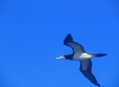 Wallpapers Animals Oiseaux de l'Ocan Indien