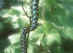 Fonds d'cran Animaux Chenille