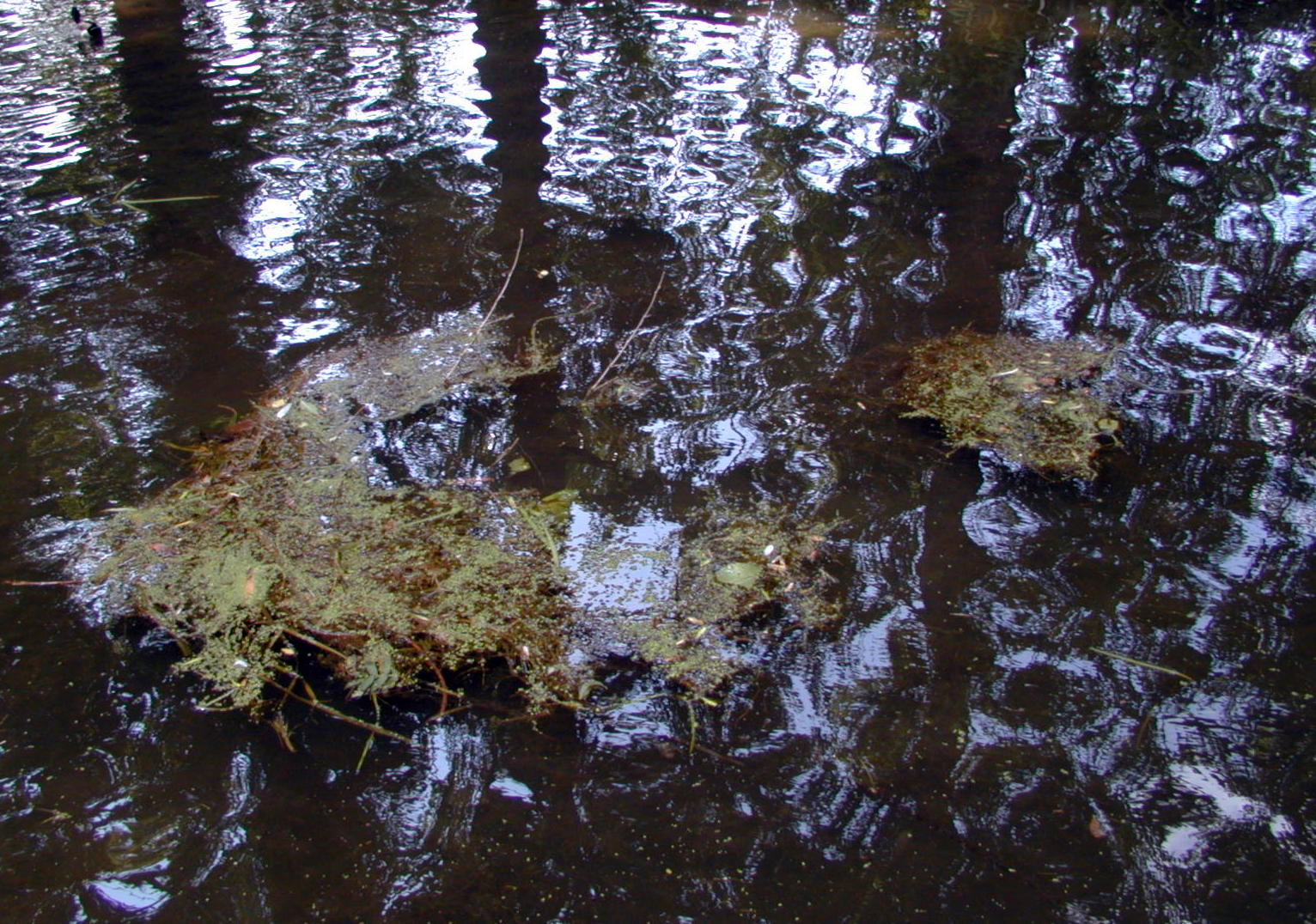 Wallpapers Nature Water - Reflection Reflets