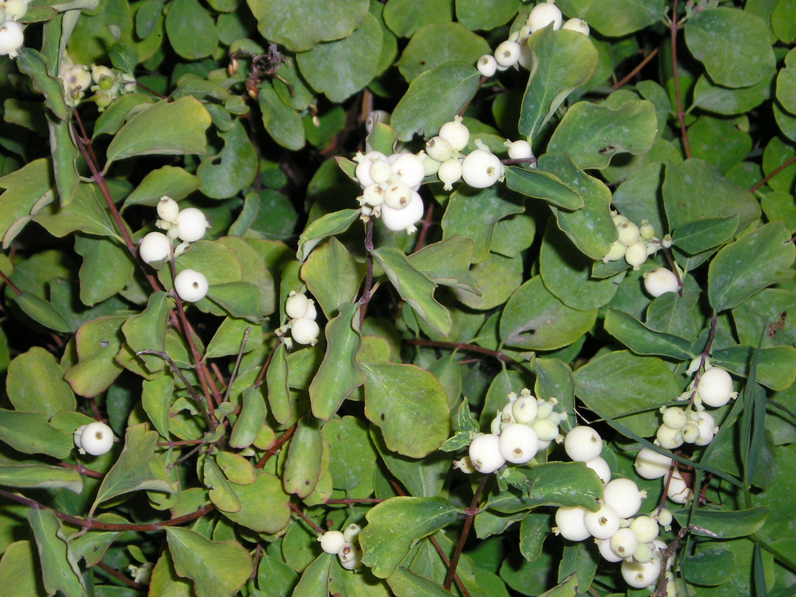 Fonds d'cran Nature Fleurs 