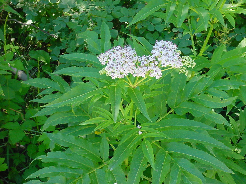 Fonds d'cran Nature Fleurs 