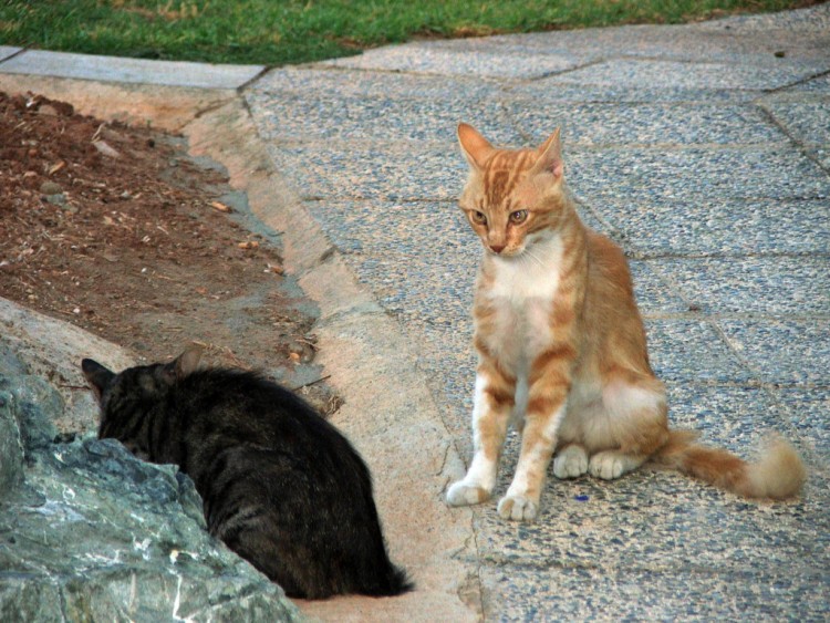 Fonds d'cran Animaux Chats - Chatons Ile de Chypre : Limassol