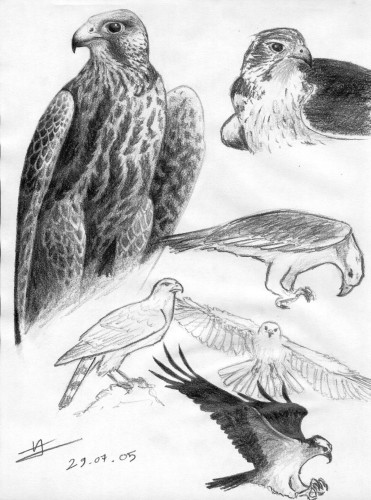 Wallpapers Art - Pencil Animals - Birds - Raptors tude de rapaces