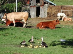 Fonds d'cran Animaux Vaches, canards etc...