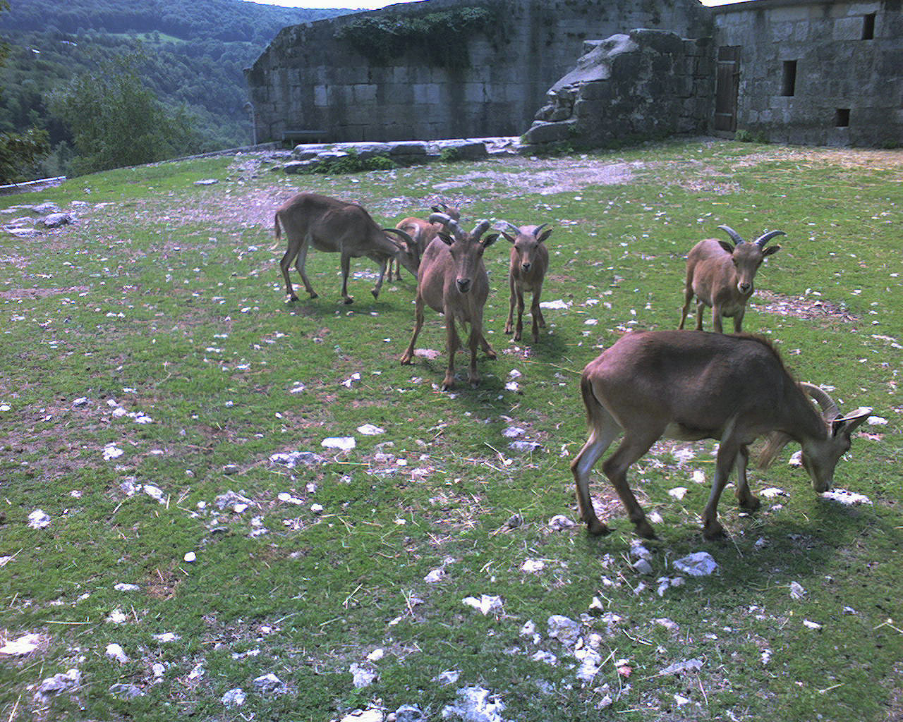 Wallpapers Animals Goats Zoo de la citadelle de Besanon