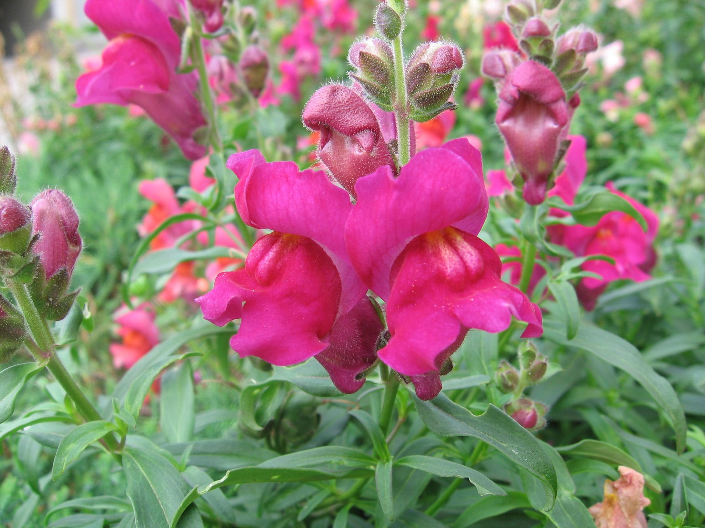 Fonds d'cran Nature Fleurs Gueule-de-loup en plan macro