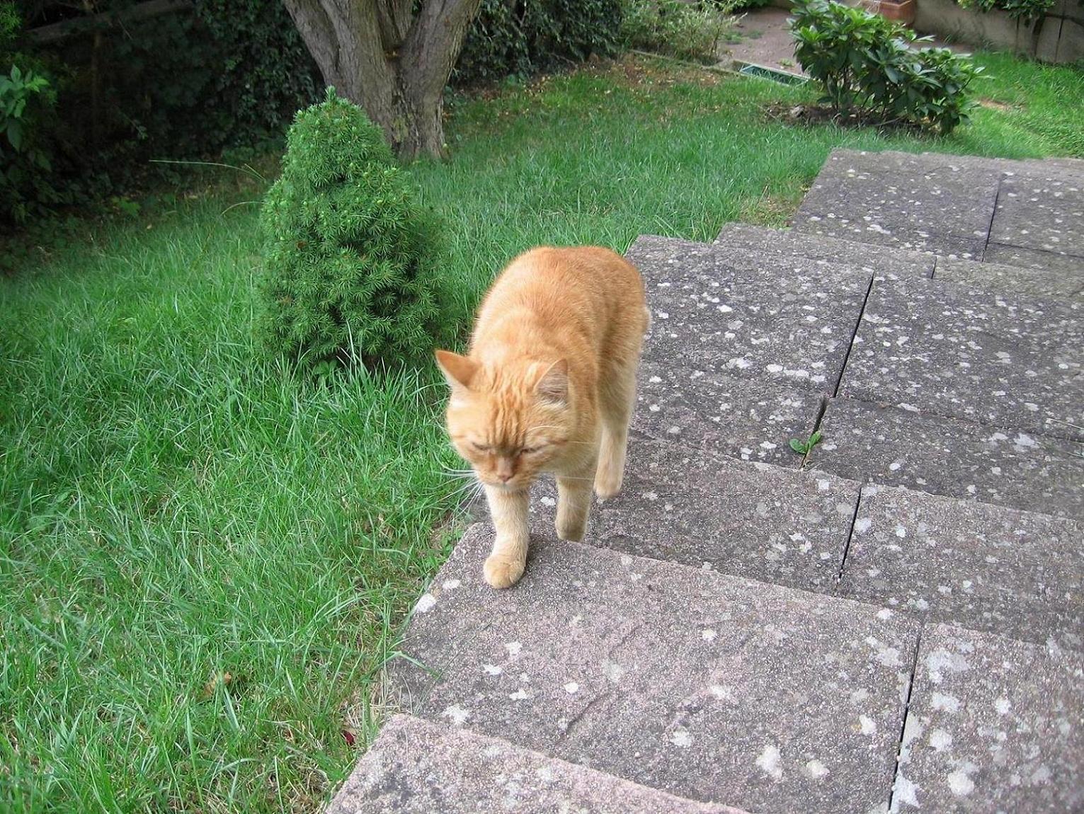 Fonds d'cran Animaux Chats - Chatons Garfield rentrant d'une longue balade !