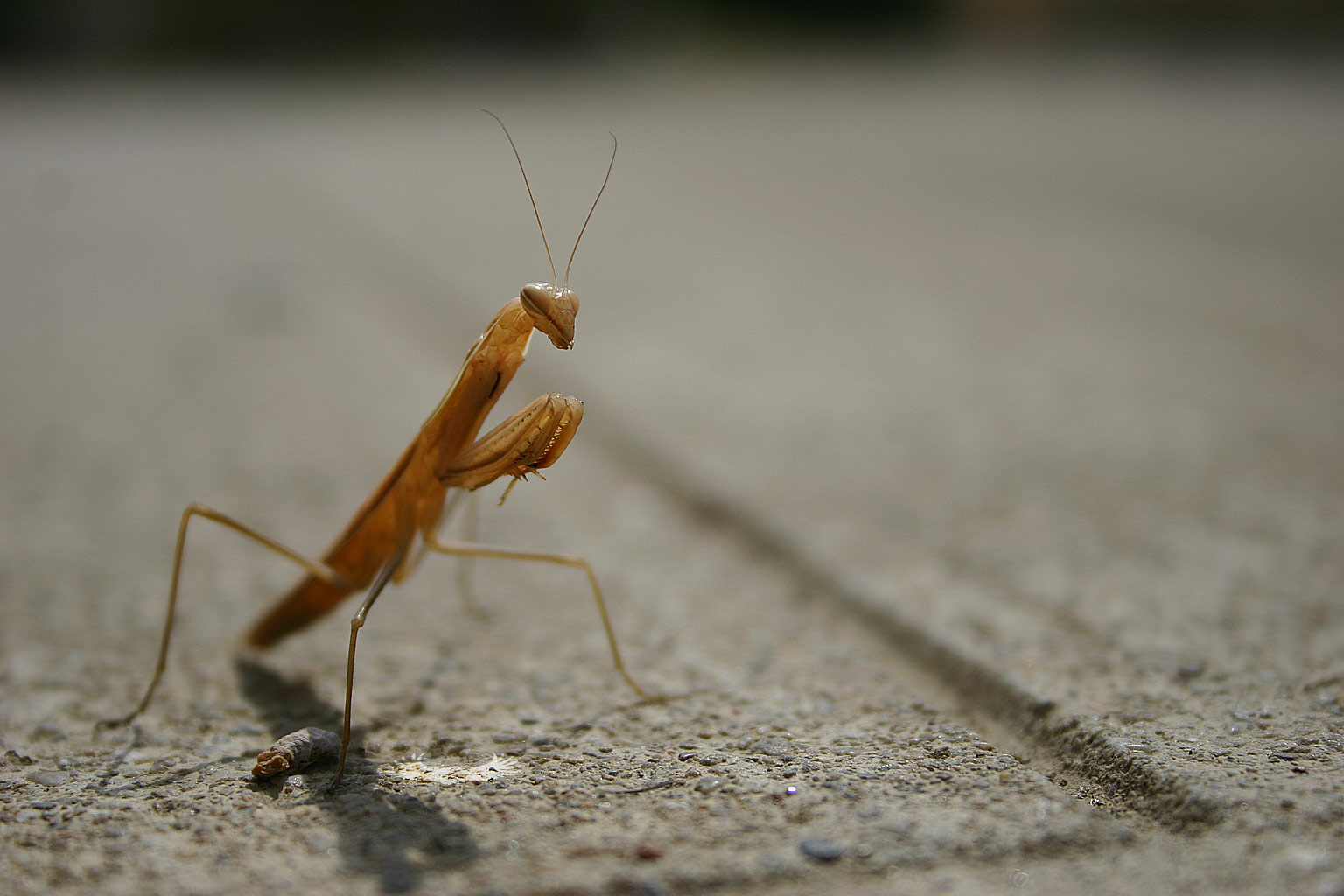 Fonds d'cran Animaux Insectes - Mantes religieuses Mante religieuse