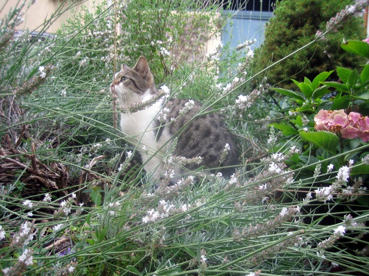 Fonds d'cran Animaux Chats - Chatons Comme a, je sentirais bon pour mon fianc