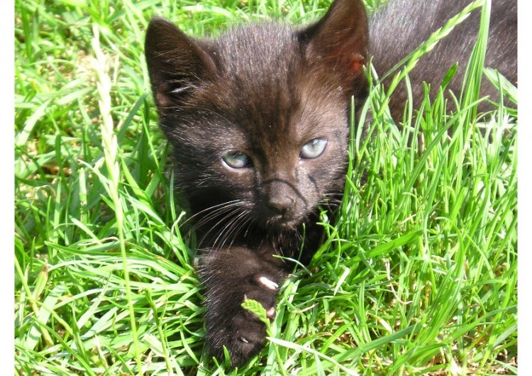 Fonds d'cran Animaux Chats - Chatons Lili 2 mois