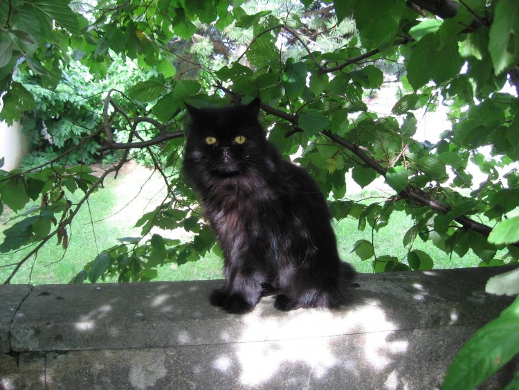 Fonds d'cran Animaux Chats - Chatons Figaro  l'ombre des branchages