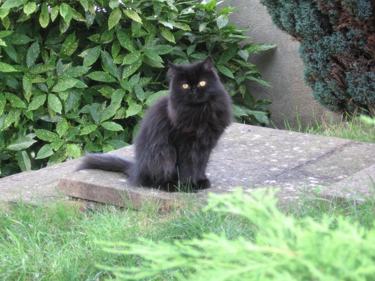 Fonds d'cran Animaux Chats - Chatons Figaro dans l'escalier du jardin