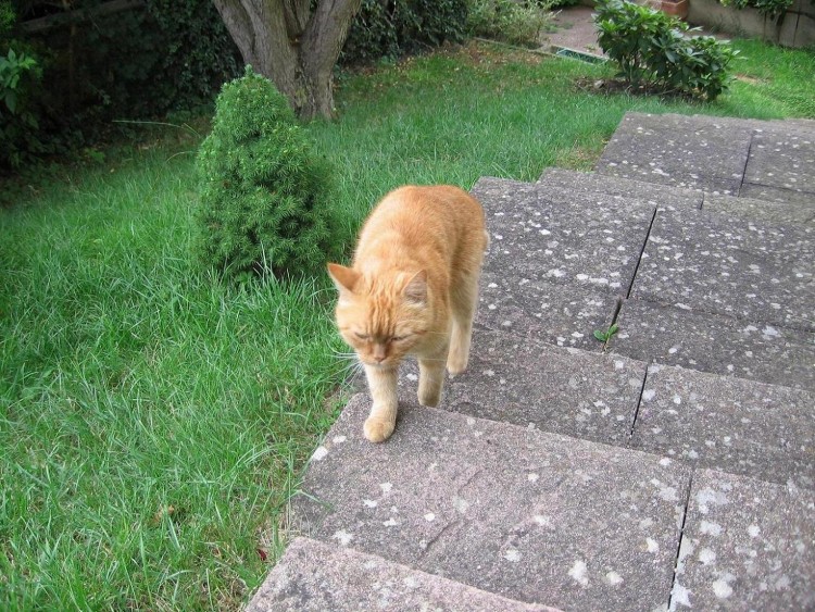 Fonds d'cran Animaux Chats - Chatons Garfield rentrant d'une longue balade !