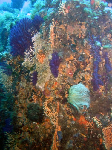 Fonds d'cran Animaux Vie marine - Poissons PointeDeLaCroix