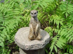 Fonds d'cran Animaux meerkat