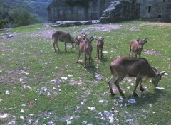 Fonds d'cran Animaux Zoo de la citadelle de Besanon