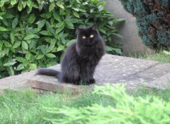 Fonds d'cran Animaux Figaro dans l'escalier du jardin