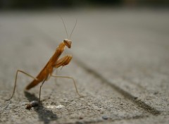 Fonds d'cran Animaux Mante religieuse