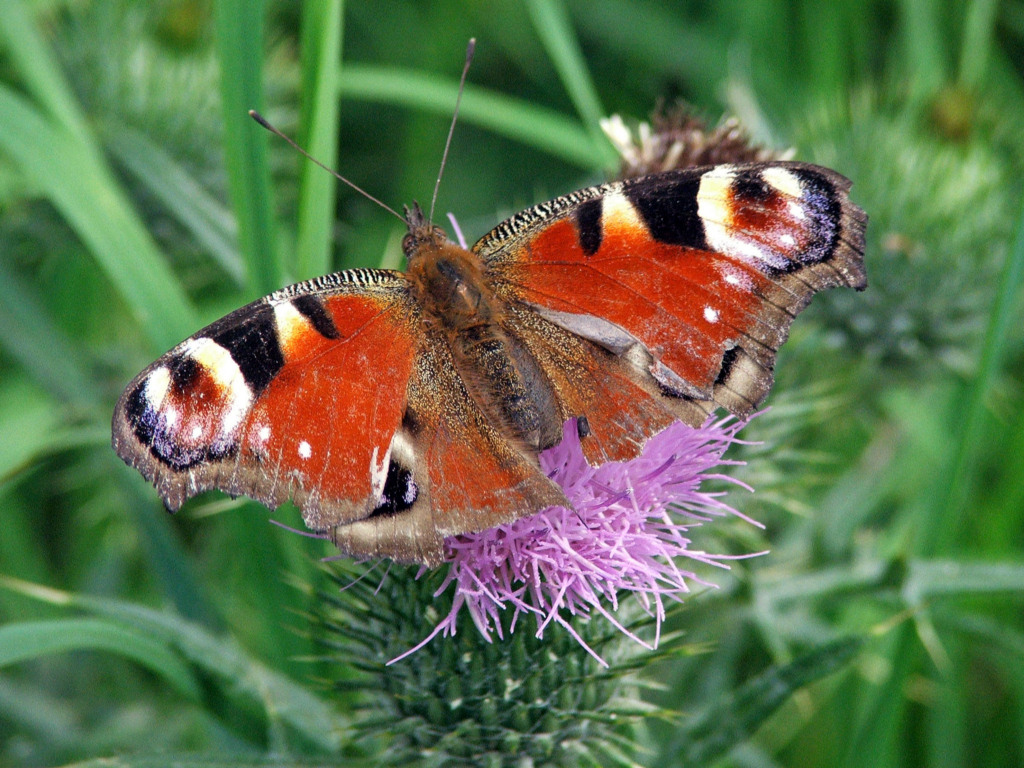 Fonds d'cran Animaux Insectes - Papillons Papillon...