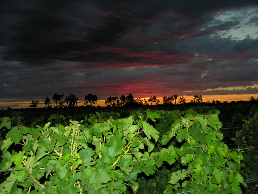 Fonds d'cran Nature Couchers et levers de Soleil Les vignes,en coucher de soleil