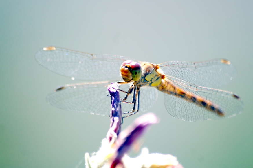 Fonds d'cran Animaux Insectes - Libellules Libellule en macro