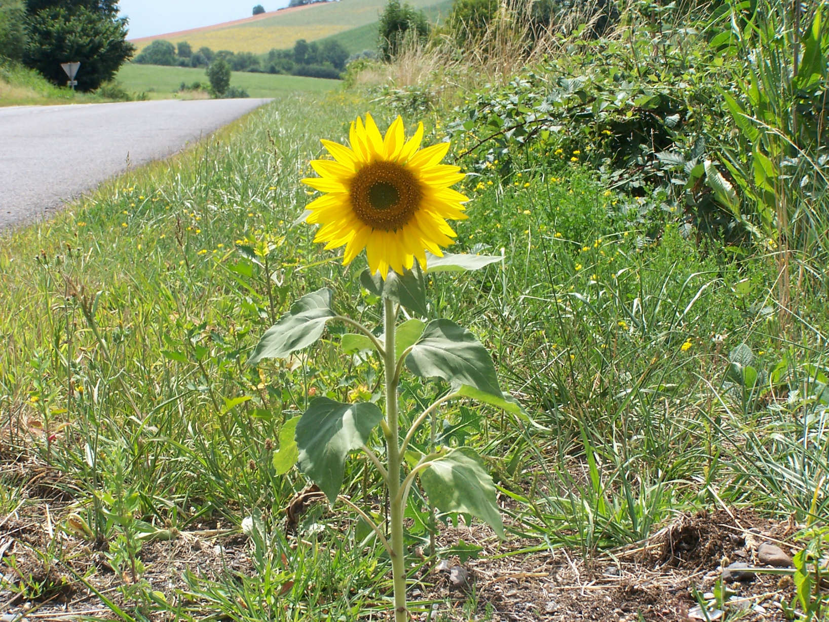 Wallpapers Nature Flowers Bb tournesol au bord d'une route