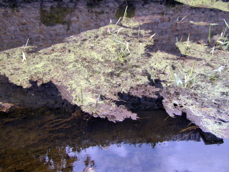 Wallpapers Nature Water - Reflection Reflets