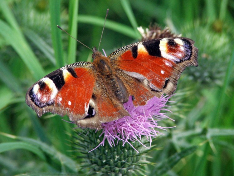 Fonds d'cran Animaux Insectes - Papillons Papillon...