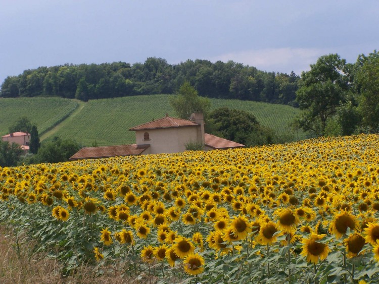 Wallpapers Nature Flowers Champ de tournesols