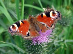 Fonds d'cran Animaux Papillon...