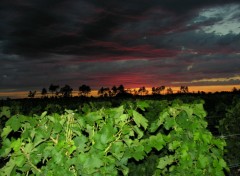 Fonds d'cran Nature Les vignes,en coucher de soleil