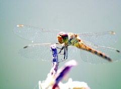 Fonds d'cran Animaux Libellule en macro