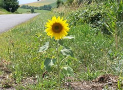 Fonds d'cran Nature Bb tournesol au bord d'une route