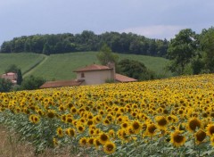 Fonds d'cran Nature Champ de tournesols